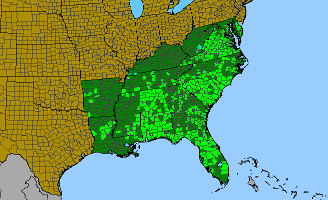 The range of Yucca filamentosa